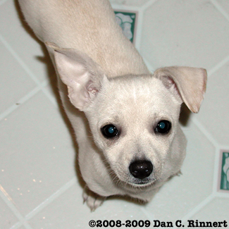 chihuahua with floppy ears