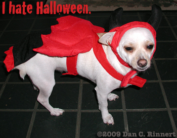 Chihuahua Dressed for Halloween